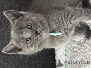 Photo №2 de l'annonce № 162475 de la vente chartreux - acheter à Belgique annonce privée