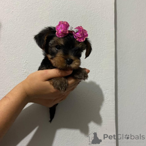 Photo №2 de l'annonce № 174643 de la vente yorkshire terrier - acheter à République Tchèque éleveur