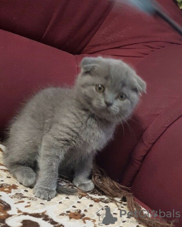 Photo №3. Superbes chatons Scottish Fold de race GCCF. République Tchèque