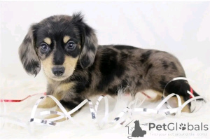 Photo №2 de l'annonce № 164804 de la vente teckel - acheter à Allemagne annonce privée, de l'abri