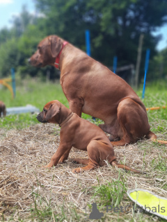 Photo №1. chien de rhodésie à crête dorsale - à vendre en ville de Cracovie | 1650€ | Annonce №119744