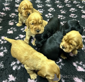 Photo №1. cocker spaniel anglais - à vendre en ville de Ada | 500€ | Annonce №127690