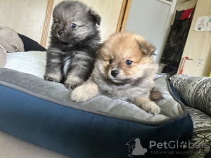 Photo №4. Je vais vendre spitz nain en ville de Novi Beograd. éleveur - prix - 600€