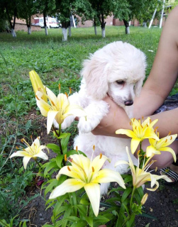 Photo №1. chien chinois à crête - à vendre en ville de Belgorod | 213€ | Annonce №2543