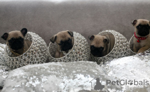 Photo №3. Chiots Carlin en bonne santé avec pedigree disponibles maintenant. Pays Bas