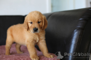 Photos supplémentaires: Chiots GOLDEN RETRIEVER-golden et dark gold, ZKwP, après champions, type