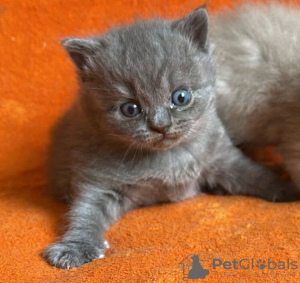 Photo №2 de l'annonce № 75005 de la vente british shorthair - acheter à USA annonce privée