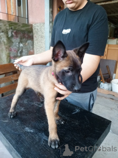 Photo №1. malinois - à vendre en ville de Jagodina | 900€ | Annonce №148223
