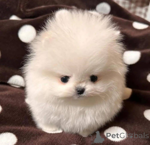 Photo №1.  - à vendre en ville de Varsovie | Gratuit | Annonce №164061