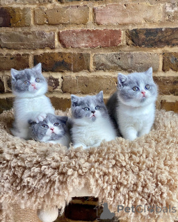 Photo №1. british shorthair - à vendre en ville de Berlin | négocié | Annonce № 163203