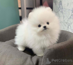 Photo №4. Je vais vendre spitz nain en ville de Гамбург. annonce privée - prix - 331€