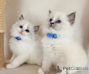 Photo №1. ragdoll - à vendre en ville de Hallein | négocié | Annonce № 173554
