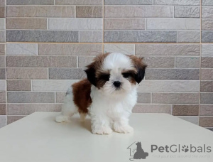 Photo №2 de l'annonce № 178084 de la vente shih tzu - acheter à Allemagne annonce privée