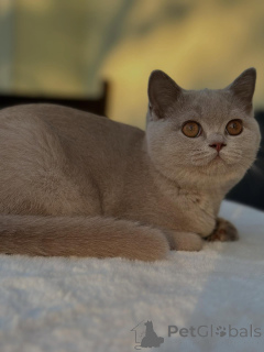 Photo №2 de l'annonce № 153741 de la vente british shorthair - acheter à Allemagne éleveur