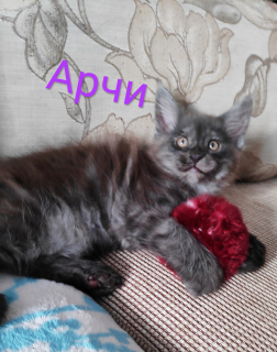 Photo №2 de l'annonce № 5290 de la vente maine coon - acheter à Fédération de Russie de la fourrière