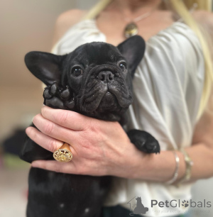 Photo №1. bouledogue - à vendre en ville de Innsbruck | négocié | Annonce №160935