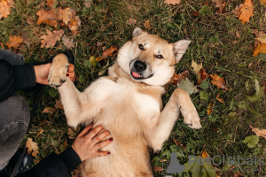 Photo №2 de l'annonce № 97189 de la vente chien bâtard - acheter à Fédération de Russie de l'abri