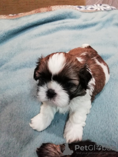 Photo №4. Je vais vendre lhassa apso, shih tzu en ville de Vilnius. annonce privée, de la fourrière, éleveur - prix - 600€