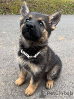 Photo №1. berger allemand - à vendre en ville de Berlin | négocié | Annonce №157400