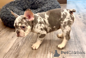 Photo №1. bouledogue - à vendre en ville de Weilrod | 2500€ | Annonce №129656