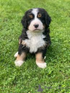 Photo №3. Berner Sennenhond-puppy's te koop. Belgique