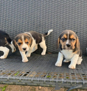 Photo №1. beagle - à vendre en ville de Marseille | Gratuit | Annonce №12284