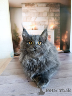 Photos supplémentaires: Un garçon de chaton chic