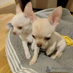 Photo №1. chihuahua - à vendre en ville de Helsinki-Uusimaa | 450€ | Annonce №116165