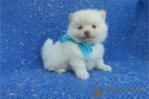 Photo №1. spitz nain - à vendre en ville de Greenville | 372€ | Annonce №141882