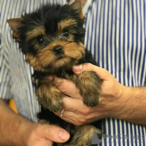 Photo №2 de l'annonce № 78372 de la vente yorkshire terrier - acheter à La Grande-Bretagne annonce privée