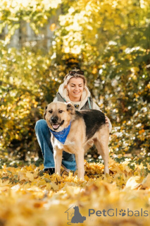 Photo №4. Je vais vendre chien bâtard en ville de Rivière moscou. annonce privée - prix - Gratuit