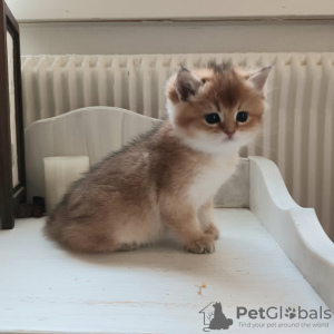 Photo №1. british shorthair - à vendre en ville de Stockholm | 2000€ | Annonce № 32859