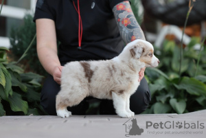 Photos supplémentaires: Chiots bergers américains miniatures (MAS)