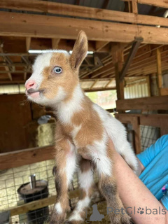 Photo №1.  - à vendre en ville de Alsdorf | négocié | Annonce №161735