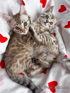 Photo №1. savannah - à vendre en ville de Hille | négocié | Annonce № 167309