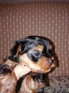 Photo №4. Je vais vendre biewer yorkshire terrier, yorkshire terrier en ville de Tallinn.  - prix - 550€