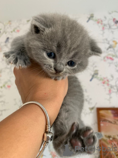 Photo №1. scottish fold - à vendre en ville de Berlin | 350€ | Annonce № 82112