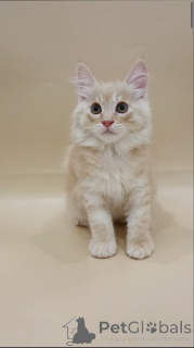 Photo №4. Je vais vendre bobtail des kouriles en ville de Varsovie. annonce privée, de la fourrière, éleveur - prix - négocié