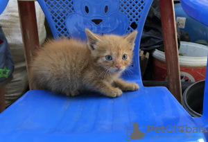 Photo №3. Chaton gingembre. Fédération de Russie