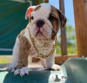 Photo №4. Je vais vendre bulldog anglais en ville de Perth. annonce privée - prix - négocié