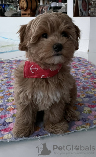 Photo №3. Maltipoo complet avec vaccinations, prêt pour une nouvelle maison. Pologne