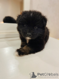 Photos supplémentaires: Adorables chiots entre de bonnes mains