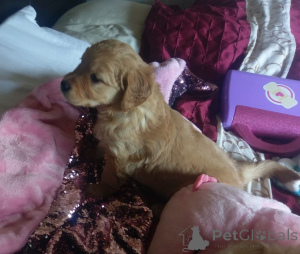Photo №3. Chiots Golden Retriever. Belgique