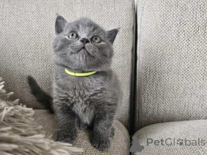Photo №1. british shorthair - à vendre en ville de Bad Wildungen | 350€ | Annonce № 170884