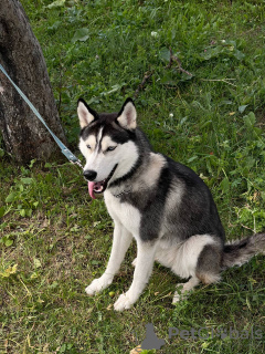 Photo №4. Je vais vendre husky de sibérie en ville de Tbilissi. annonce privée - prix - Gratuit