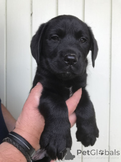Photo №1. labrador retriever - à vendre en ville de Huisseau-sur-Cosson | négocié | Annonce №168304