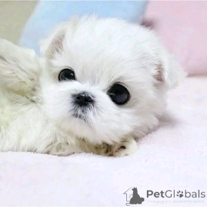 Photo №1. bichon maltais - à vendre en ville de Chicago | 425€ | Annonce №138095