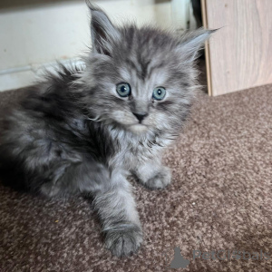 Photo №2 de l'annonce № 137992 de la vente maine coon - acheter à USA annonce privée