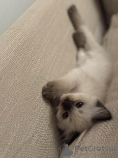 Photos supplémentaires: Les chatons Ragdoll prêts pour de nouvelles maisons