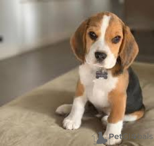 Photo №3. Le magasin de Beagle-puppy. Belgique